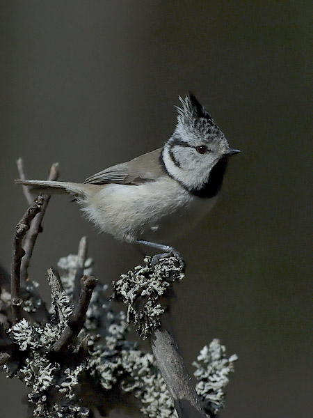Töyhtötiainen, European Crested Tit, Lophophanes cristatus